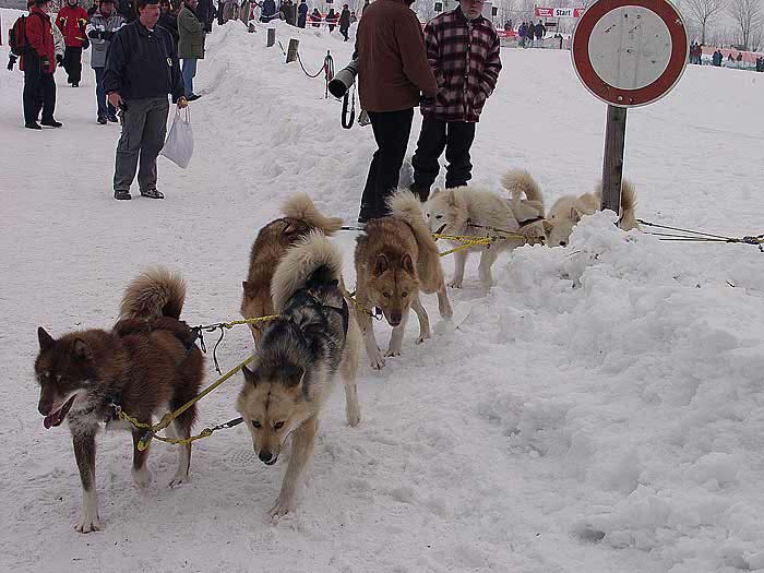 2003 schlittenhunde034.jpg